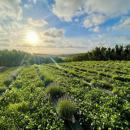 Salsa Livre - Micro & Lavender Farm By The *