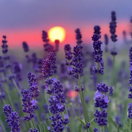 Salsa Livre - Micro & Lavender Farm By The 빌라 *
