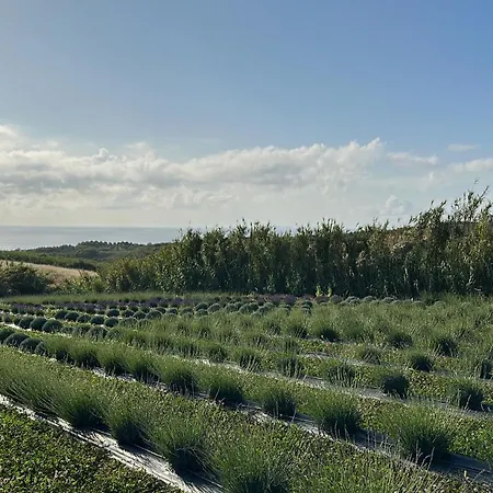 Salsa Livre - Micro & Lavender Farm By The Villa